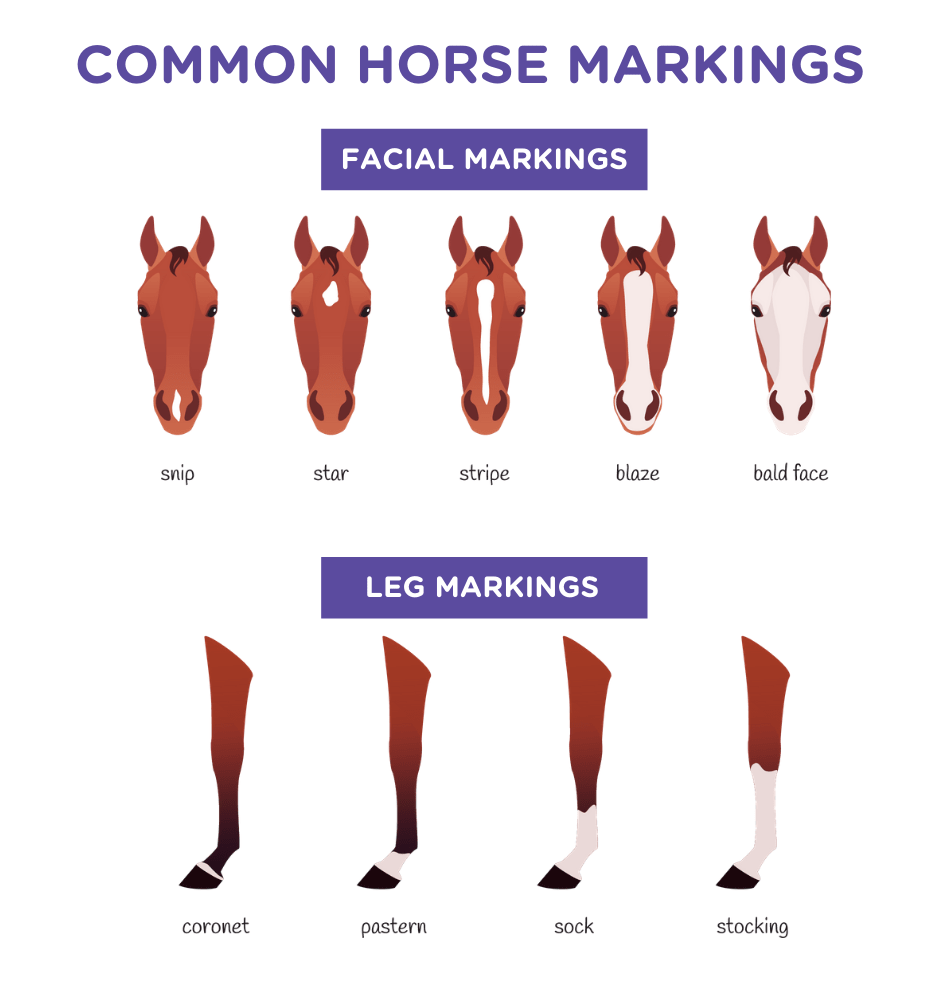 HORSE MARKINGS INFOGRAPHIC