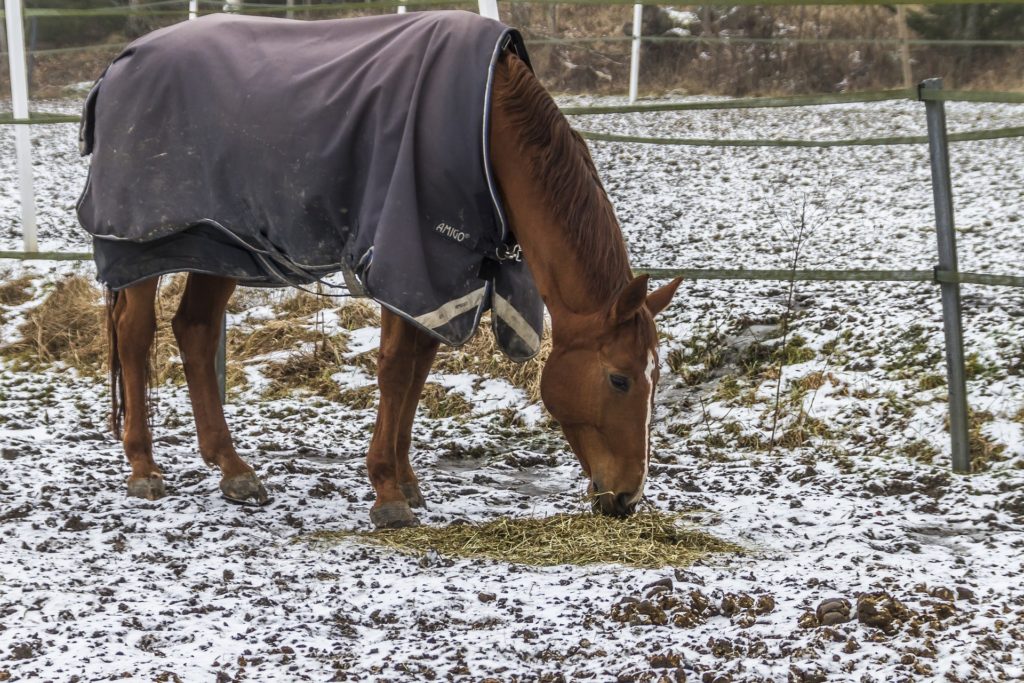 clipped horse in blanket