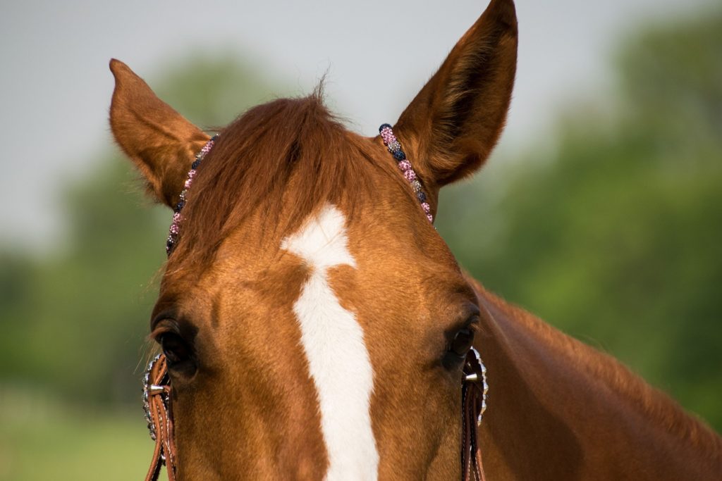 horse ears swiveling