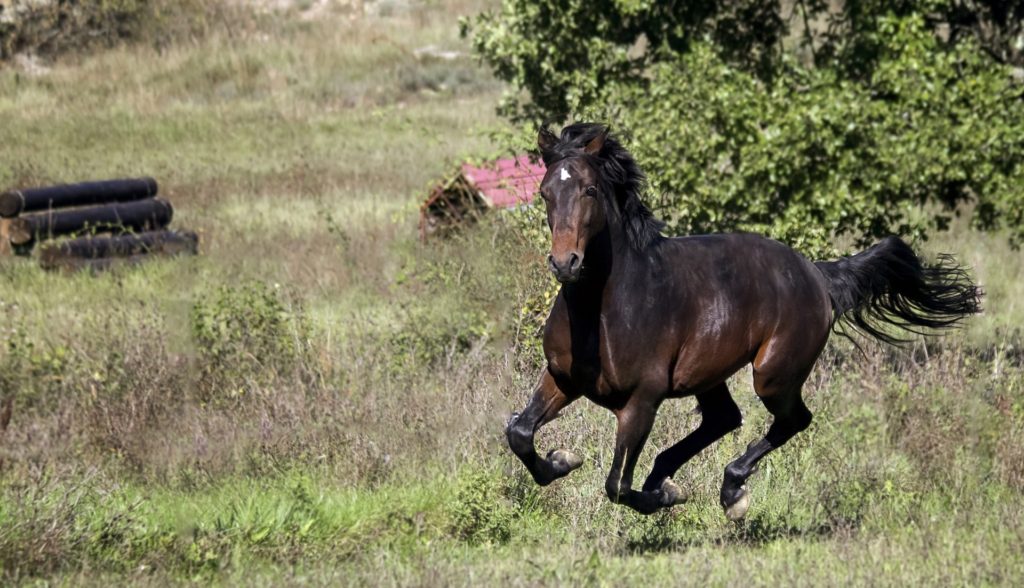 horse galloping