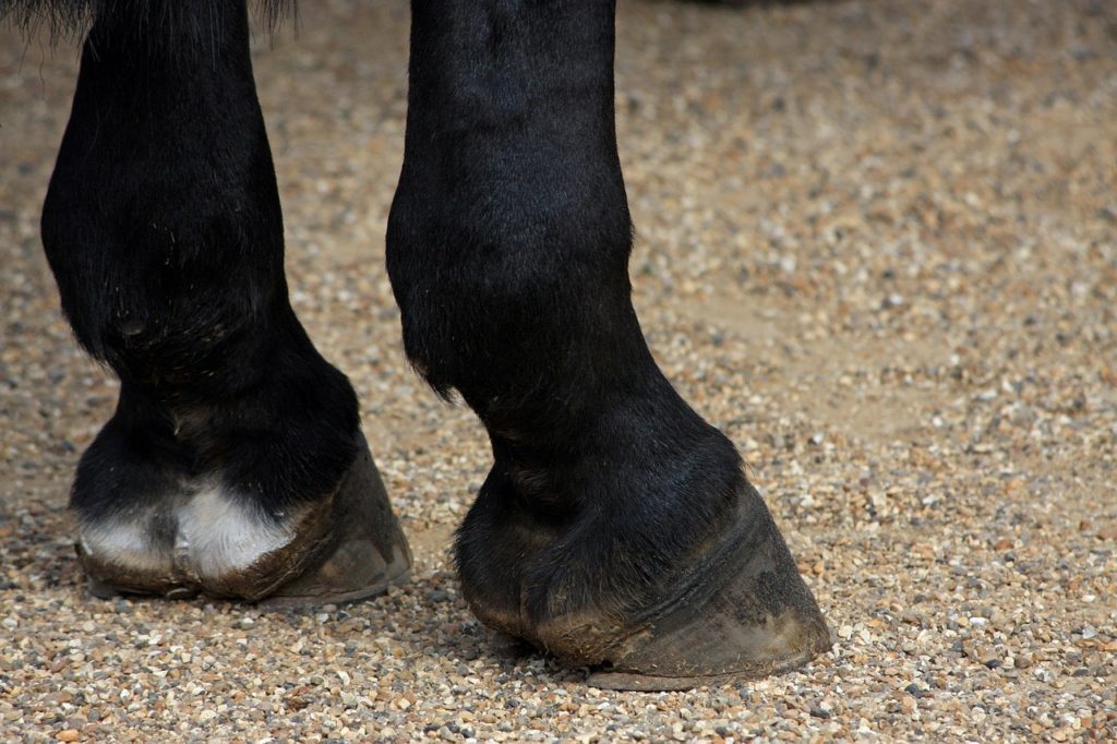 black horse hooves