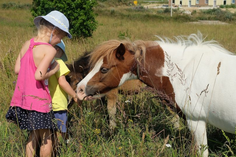 horse facts for kids with ponies