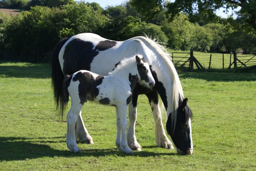 mare and foal horses