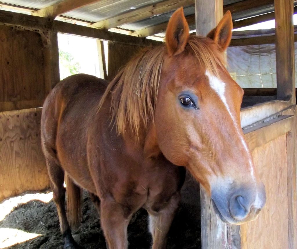 quarter horse mare