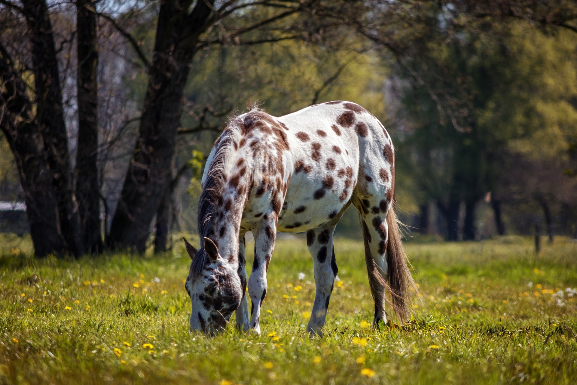 Appaloosa Patterns  Horses, Horse breeds, Horse color chart