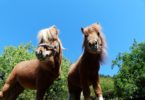 shaggy shetland ponies