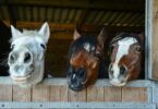 3 horse heads above a barn gate door