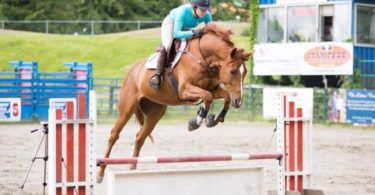 different types of horse jumps