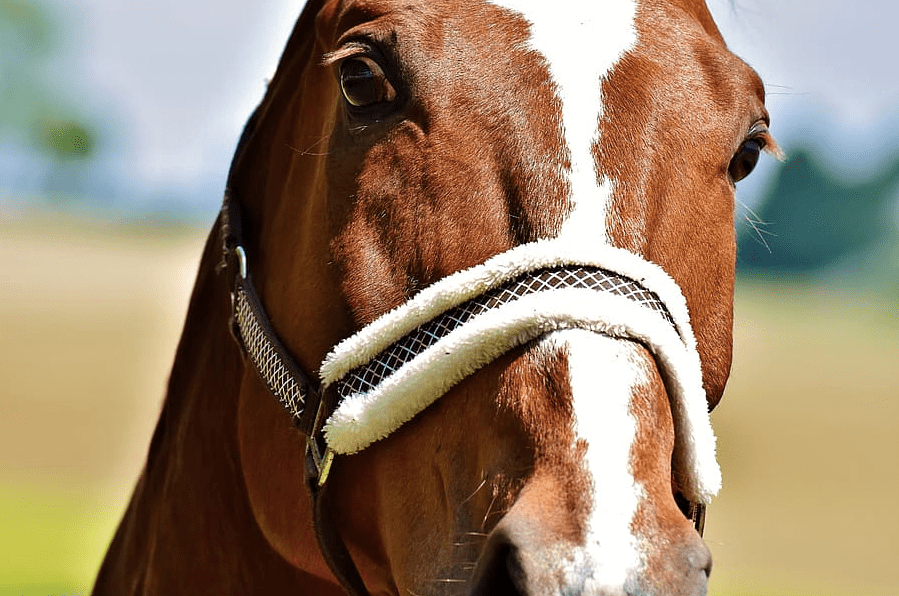 horse halter eyes