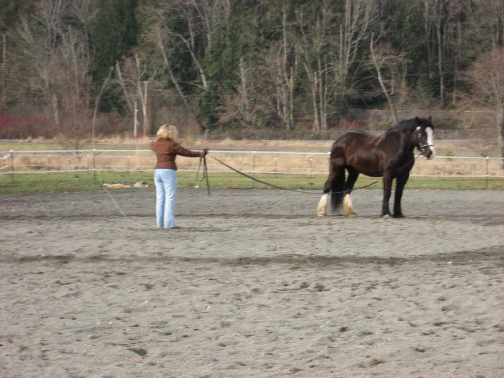 walk-horse-lunge