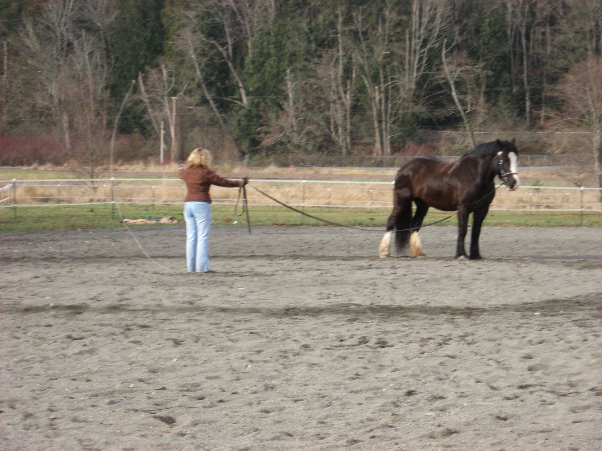 10 Steps to Teach Your Horse to Walk on the Lunge Line Horse Rookie