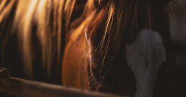 horse-riding-depression