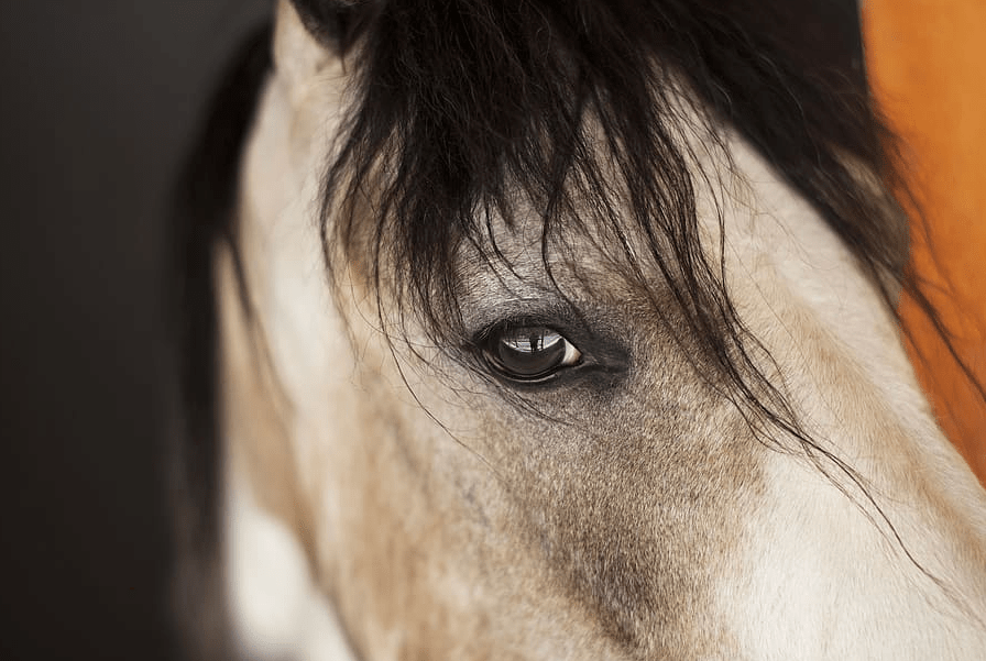 paint horse eyes