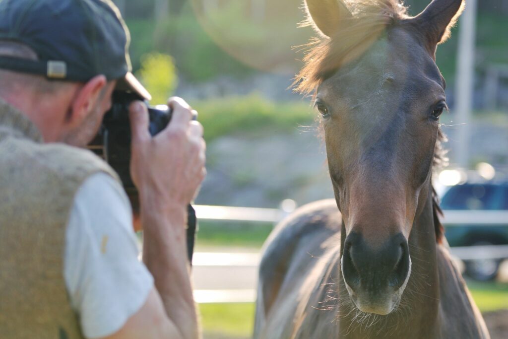 How to take horse portraits