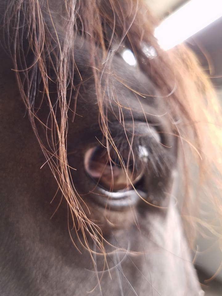 horse eye brown