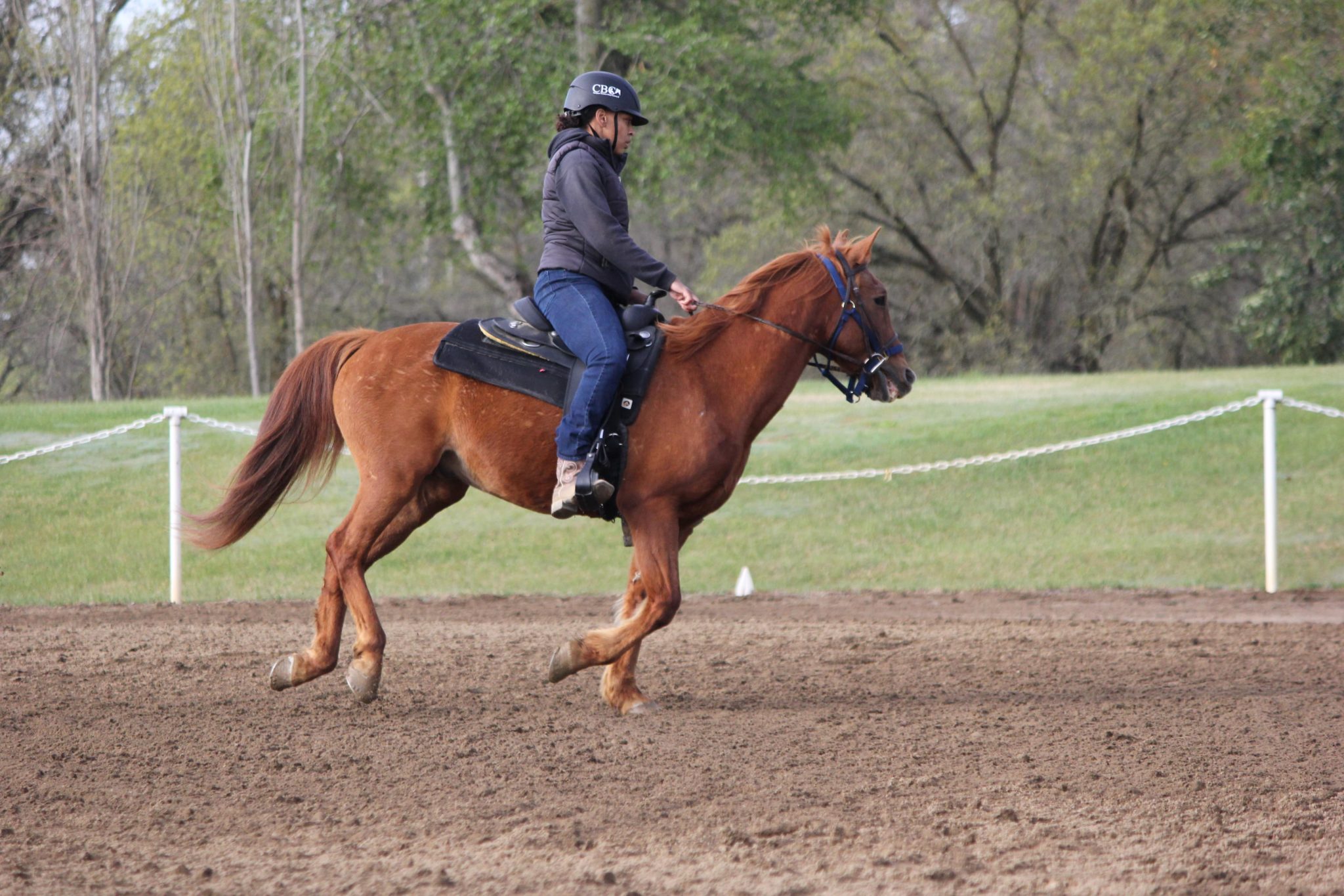 How to Challenge the Challenging Horse - Horse Rookie