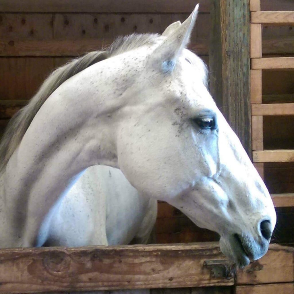 OTTB white mare