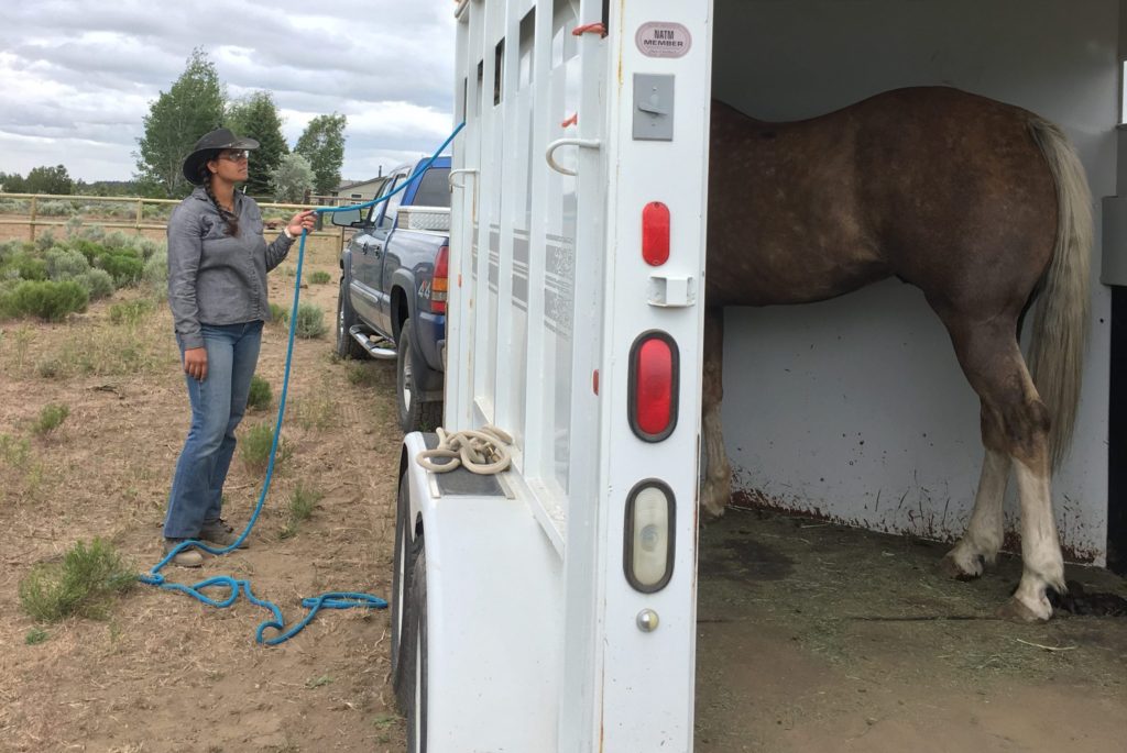 horse loaded in trailer
