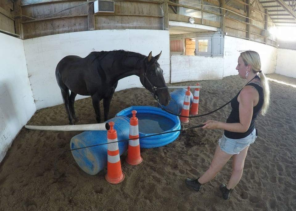 obstacles horse training