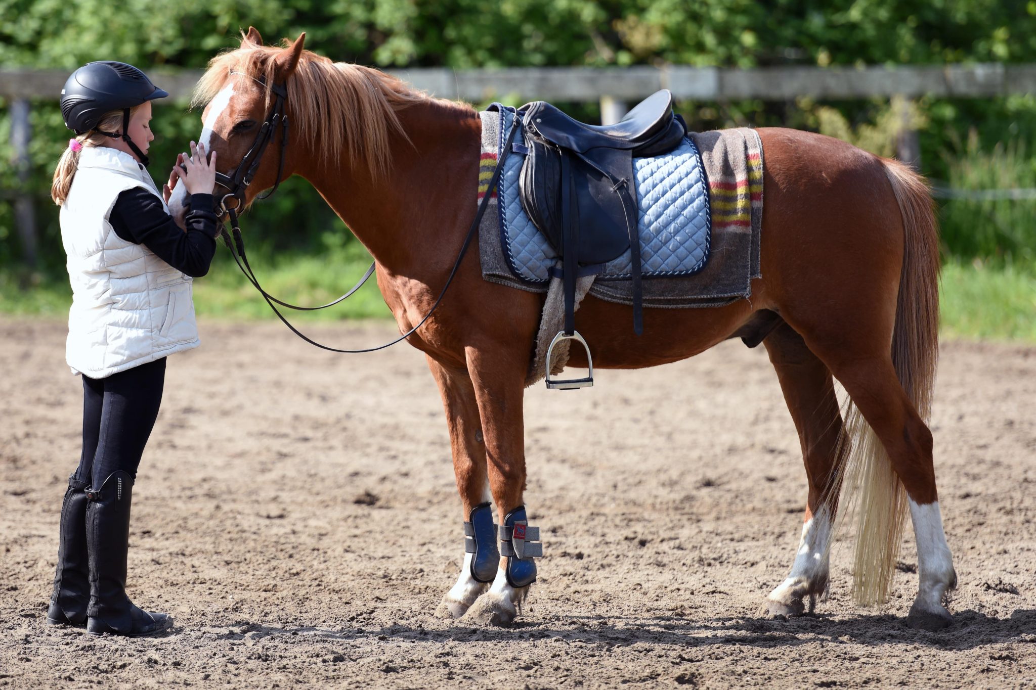 Is Buying a Horse Within Your Budget?