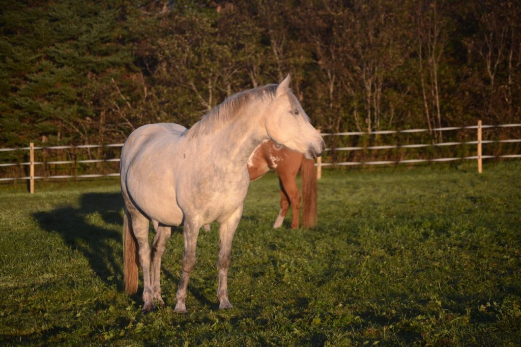 white horse in field