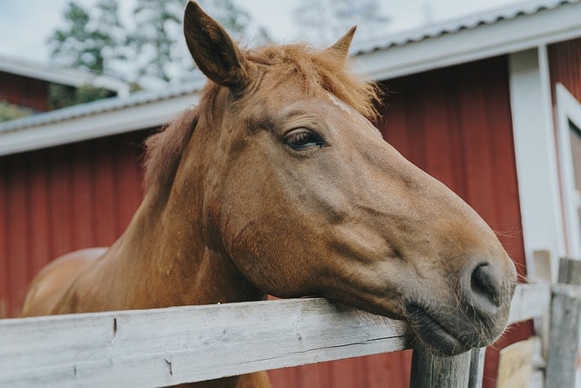horse barn face