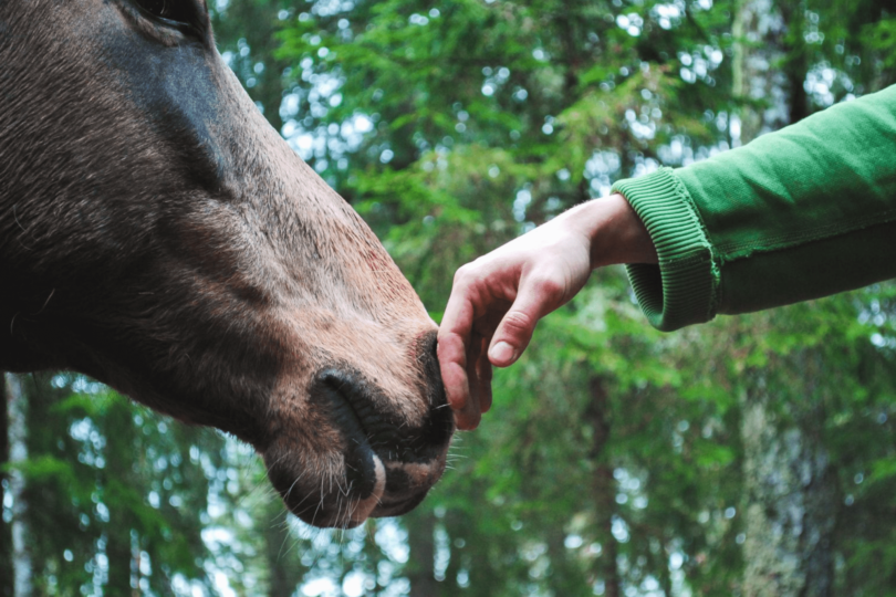 horse bonding approach