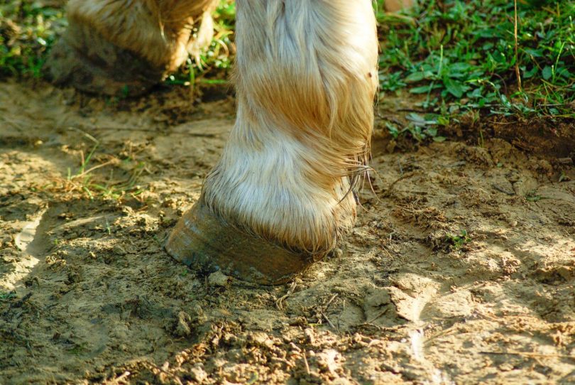 thrush in horses mud