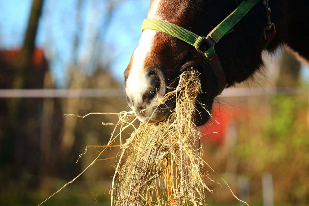 horse expenses hay