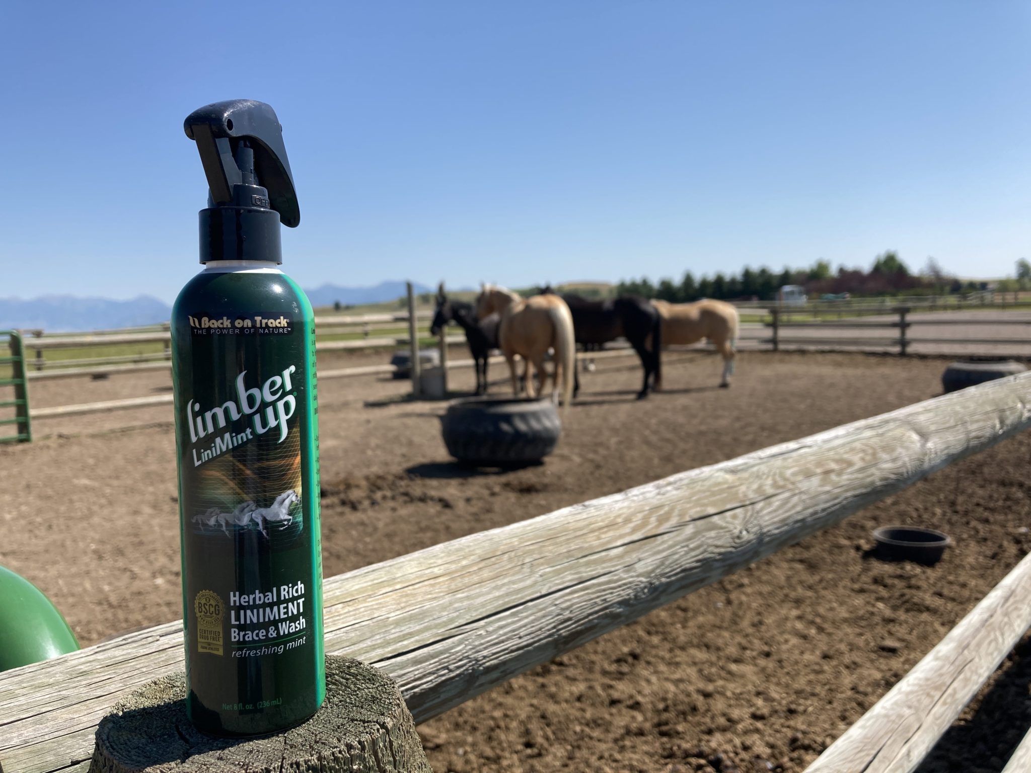 When, Why, and How to Use Liniment on Horses Horse Rookie