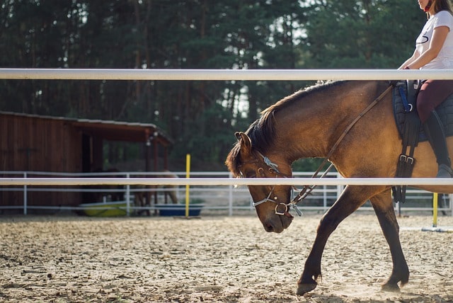 horse riding lesson bareback