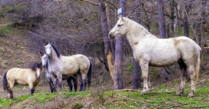 horses and boundaries