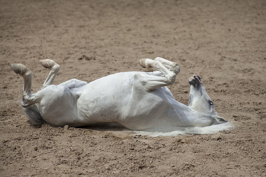 Sand Colic How to Protect Your Horse Horse Rookie