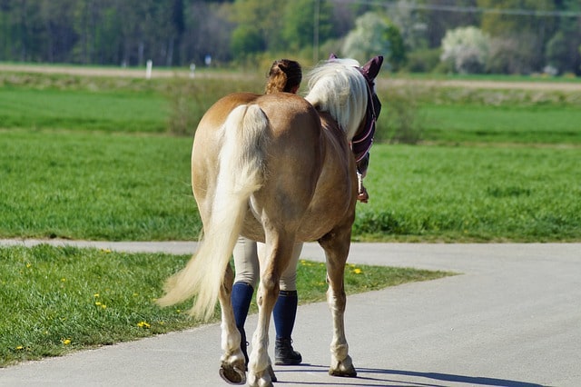 palomino horse walking