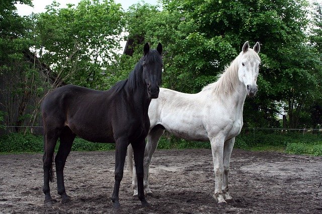 white and black horses