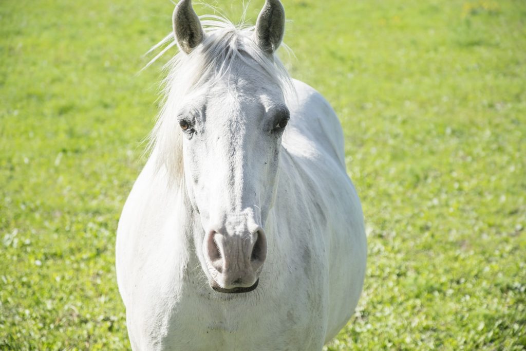 white horse in field