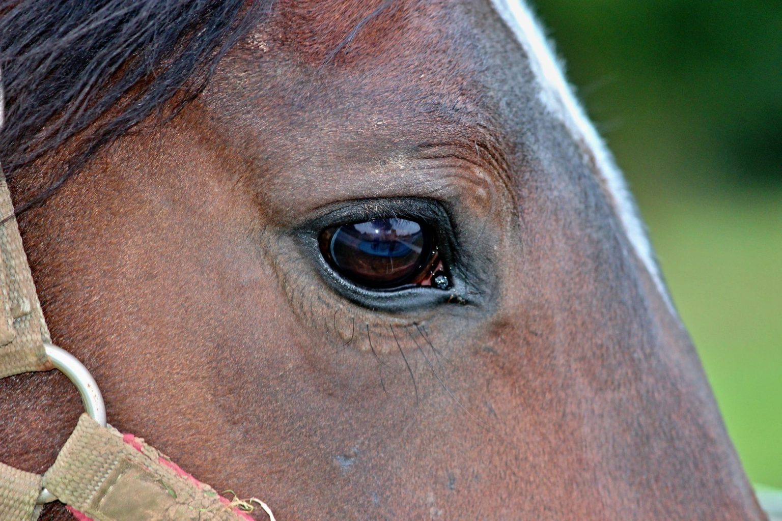 Get Started Guide Holistic Aromatherapy for Horses