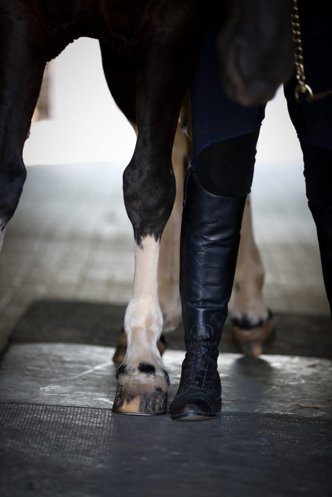 horse and rider legs