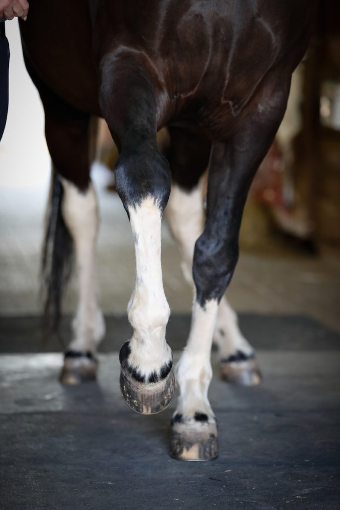 black and white paint horse legs