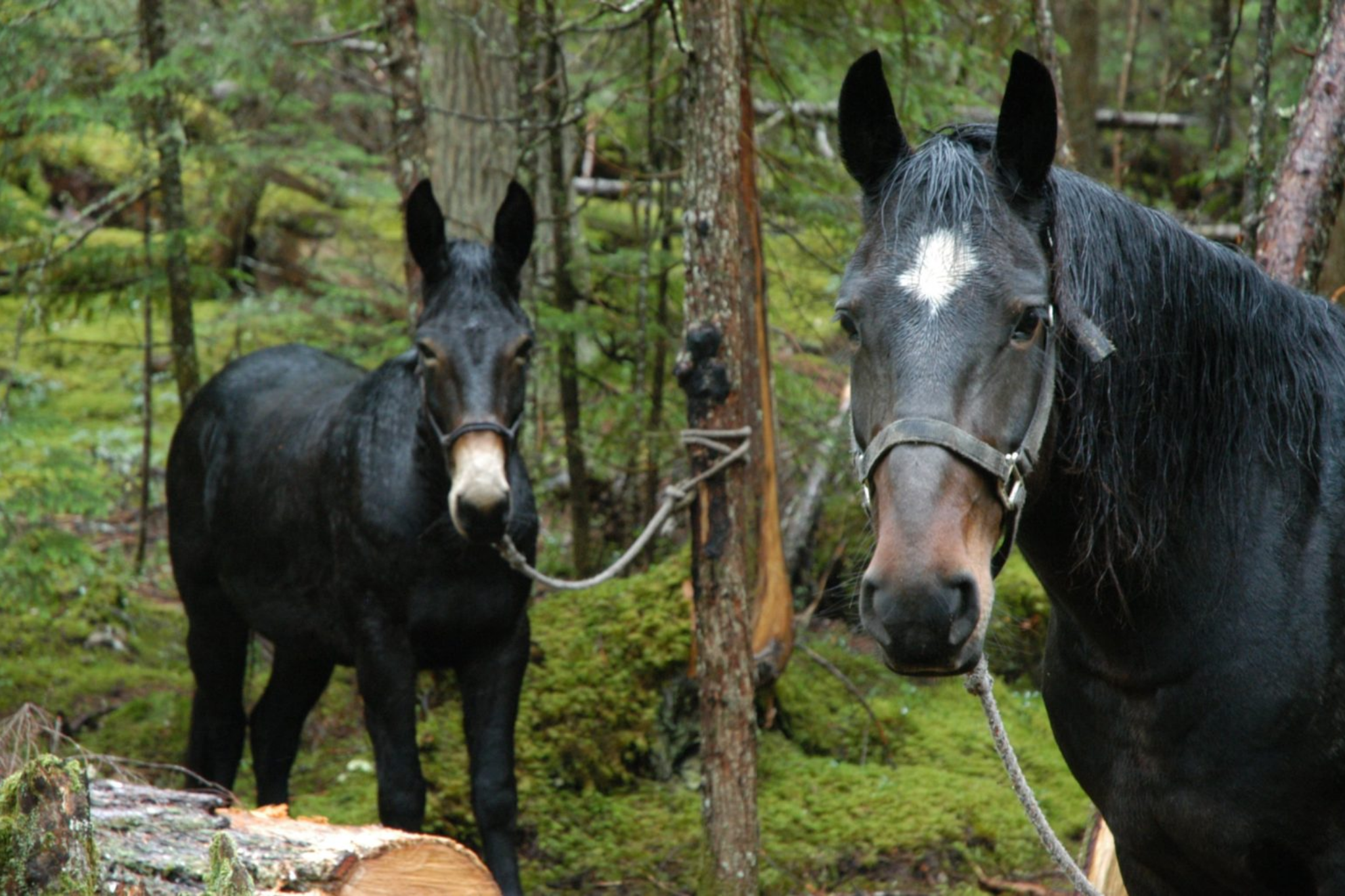 5 Best Horse Breeds for Rugged Mountain Hunting