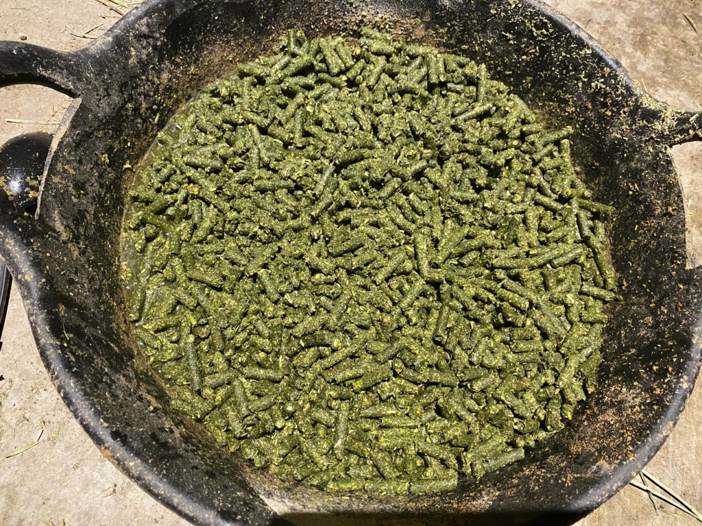 moist alfalfa pellets