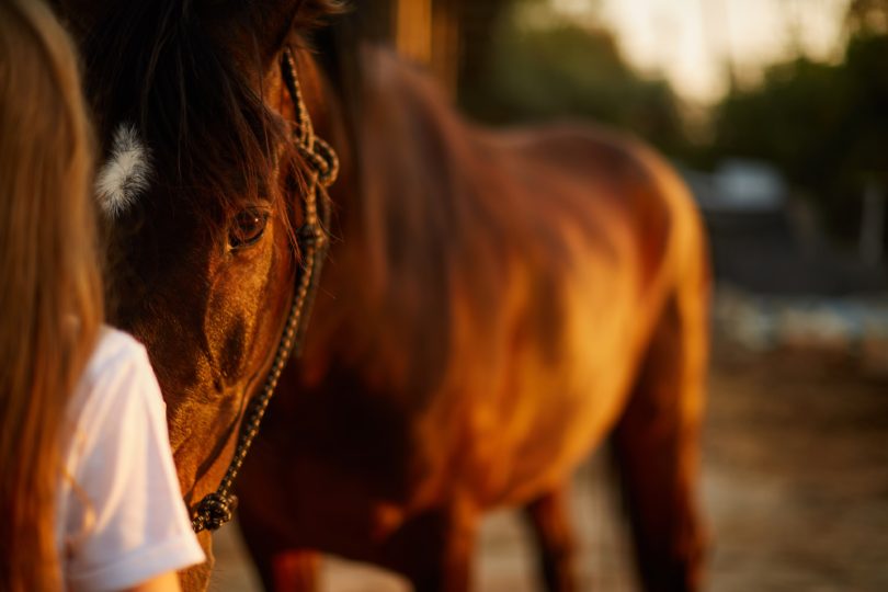 helping horses in need