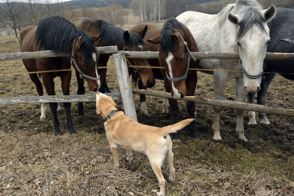 lab and horses