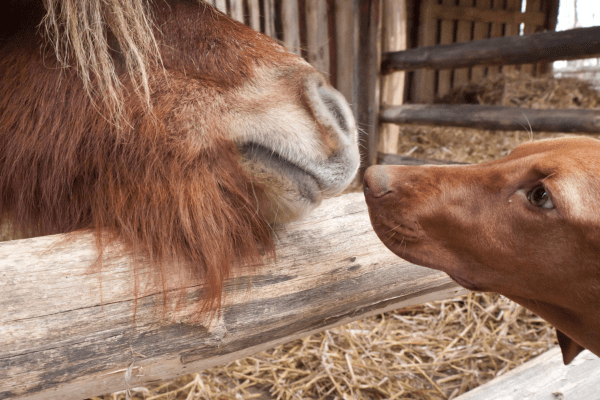 dog and horse noses