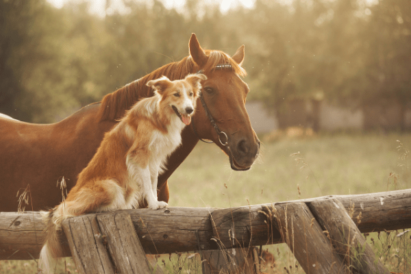 dog on fence with horse