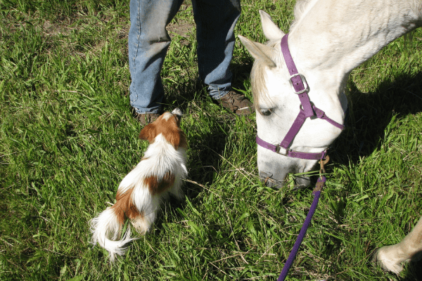 small dog and horse