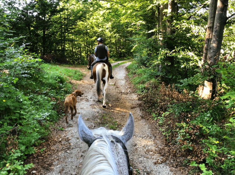 horse riding with dogs