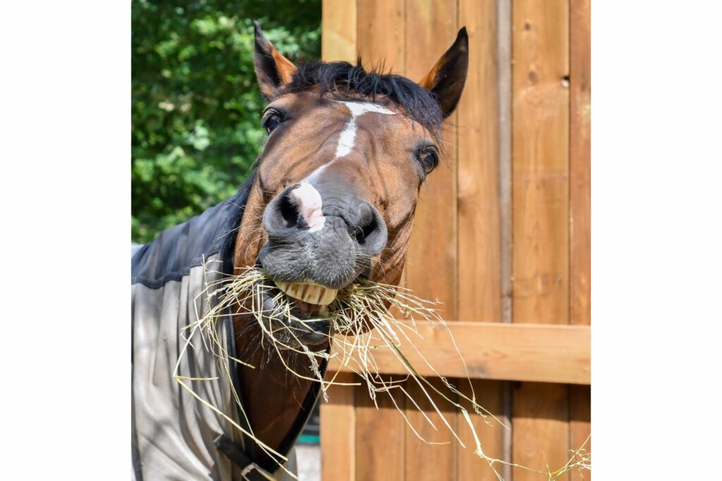 Hay-based diet may not be suitable for senior horses