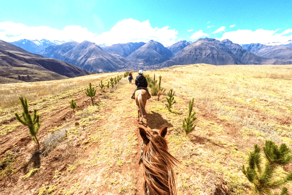 5 Best Horse Bits for Trail Riding Success Horse Rookie