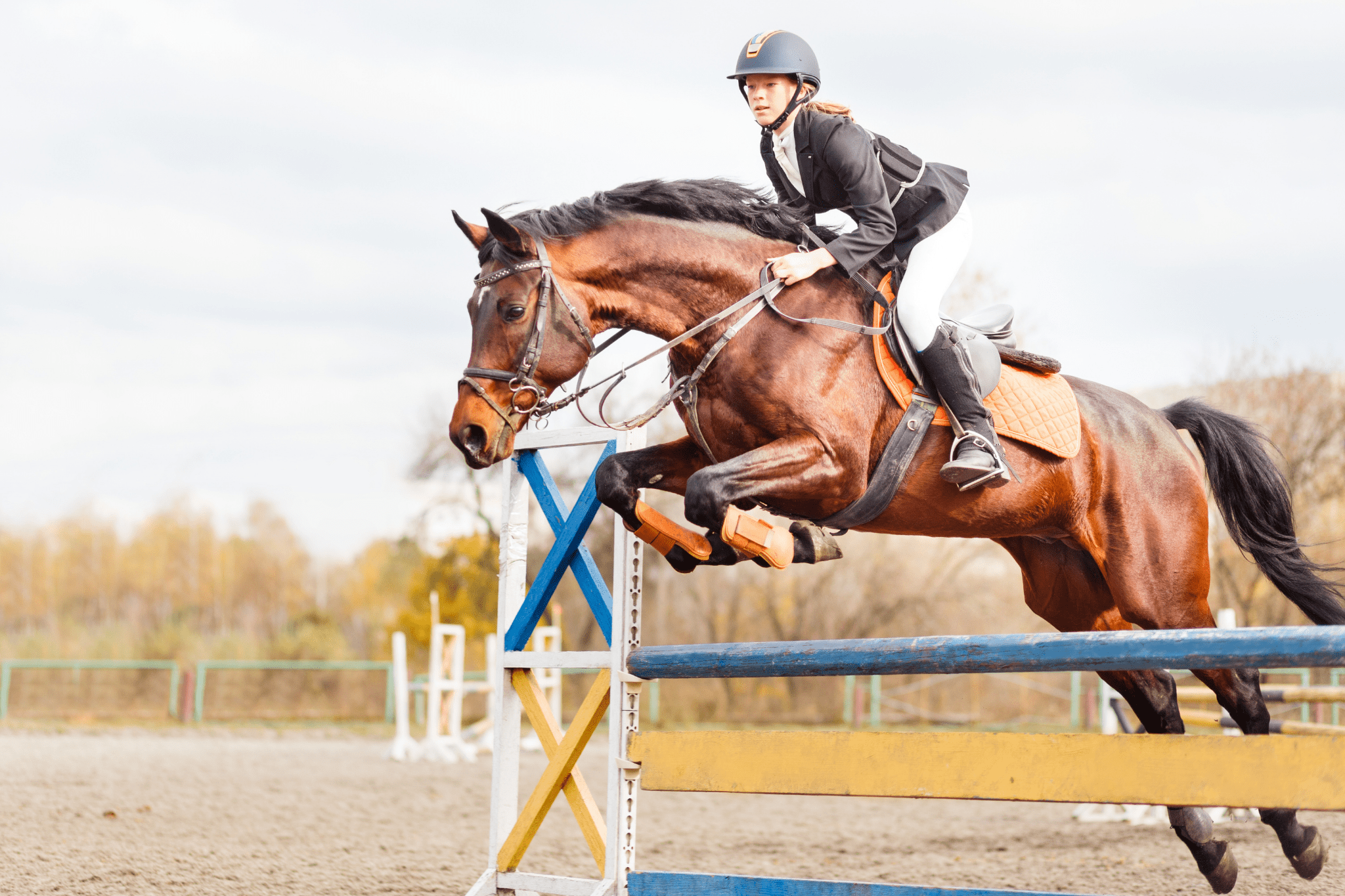 horse jumping high without rider